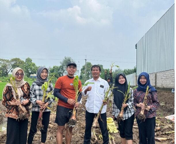 Tanam Pisang, Tanam Harapan: PT Surya Artha Sentosa Dukung SDGs Poin 2 Lewat Budidaya Pisang Cavendish